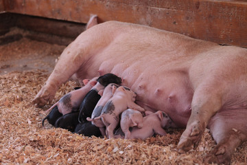 Pink Cerdos piglets still nursing from their mother sow in summer. © SailingAway
