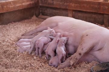 Pink Cerdos piglets still nursing from their mother sow in summer.