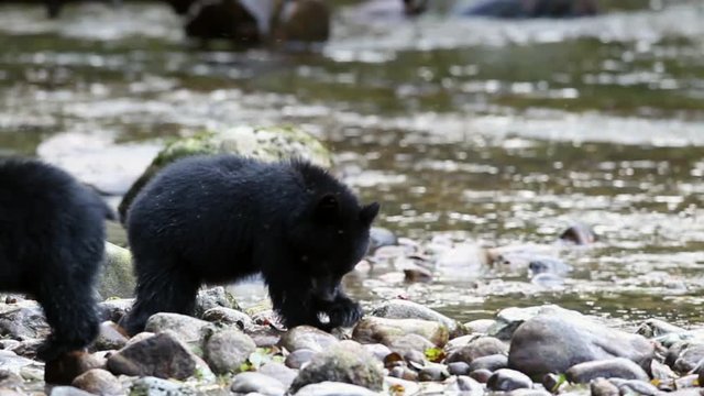 Video of young bear eating fish at creek while other bear walking by.