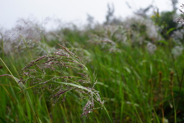 高山植物　北アルプス　絶景　日本　夏休み