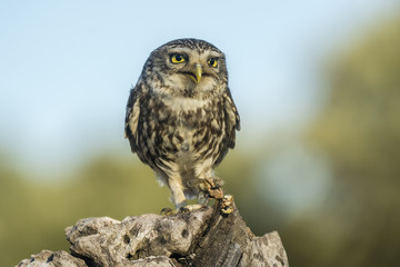 Ahene noctua