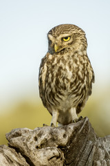 Athene noctua