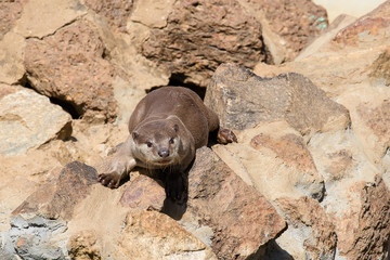 Small predator - otter