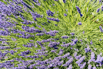 some Lavender at a farm near Sequim Washington