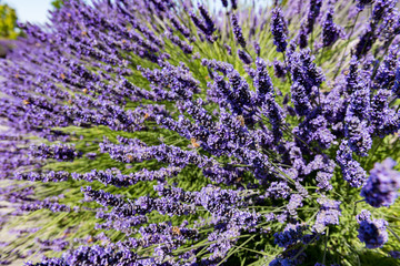 Fototapeta premium some Lavender at a farm near Sequim Washington