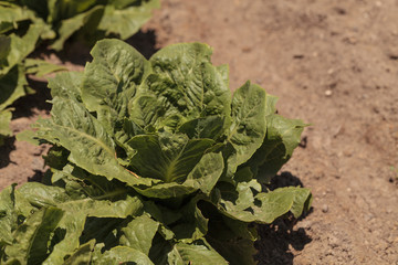 Romaine lettuce grows on a small organic farm in a Southern California garden.