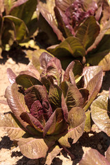 Romaine lettuce grows on a small organic farm in a Southern California garden.