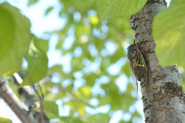 セミ　爽やかな青葉
