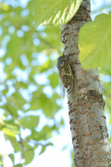 セミ　爽やかな青葉
