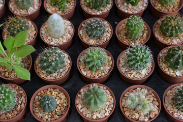 Plenty of Cactus on Wooden Table 