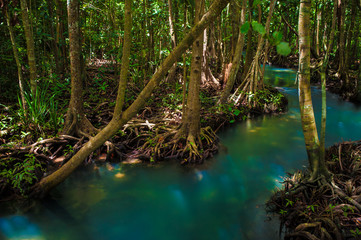 Mangrove trees along the turquoise green water.