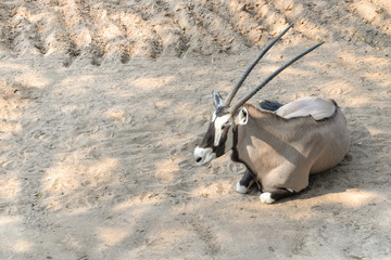 Oryx is lying under the shade