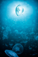 School of Water Jelly