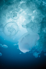 Obraz premium School of Water Jelly