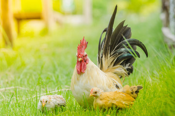 The little colourful chichen in the wide green field, bantam chicken, poultry