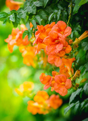 Orange Chinese Trumpet Vine Flower (Bignonia grandiflora Thunb.)