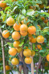 fresh oranges hanging on branch