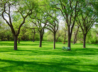 Fototapeta na wymiar beautiful sunny day in park at spring time, blue cloudy sky, green lawn, leafy trees 