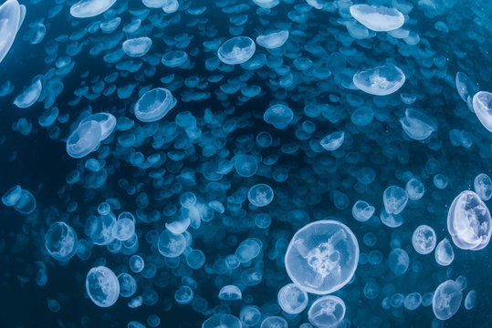 School of Water Jelly