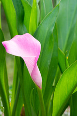 Pinke Calla im Garten