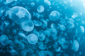 School of Water Jelly
