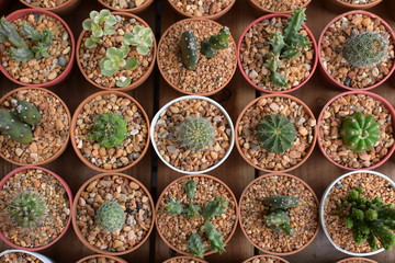 Plenty of Cactus on Wooden Table 