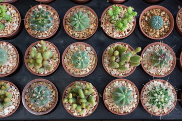 Plenty of Cactus on Wooden Table 