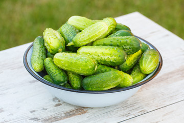 Cucumbers in metal bowl in garden on sunny day