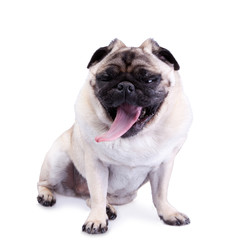 Obraz premium Sleepy pug dog yawning