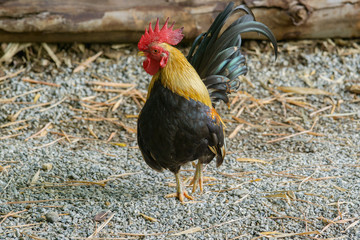 male bantam on rough ground