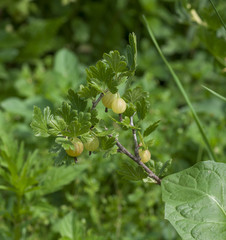 Green gooseberry bush