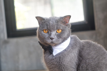 Cat with cute bow tie or collar,British short hair cat