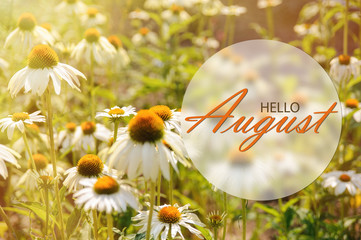 Hello August wallpaper, summer garden background with big flowers in sunshine - obrazy, fototapety, plakaty