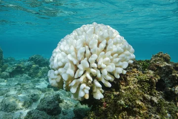 Fotobehang Koraalverbleking, Pocillopora-koraal gebleekt op de rifvlakte, als gevolg van El Nino, Stille Oceaan, Frans-Polynesië © dam