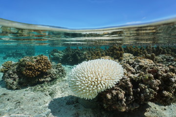 Obraz premium Wyblakły koral Acropora w płytkiej wodzie ze względu na El Nino, Ocean Spokojny, Polinezja Francuska