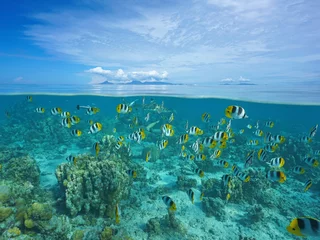 Above and below sea surface with Raiatea and Tahaa islands at the horizon and a shoal of tropical fish with shark underwater, Pacific ocean, French Polynesia © dam