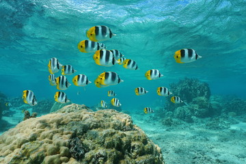 School of tropical fish Pacific double-saddle butterflyfish, Chaetodon ulietensis, underwater in the lagoon, Pacific ocean, French Polynesia