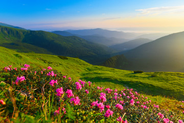 Rhododendron in summer  mountains