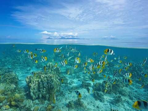 Above and below sea surface with Raiatea and Tahaa islands at the horizon and a shoal of tropical fish with shark underwater, Pacific ocean, French Polynesia
