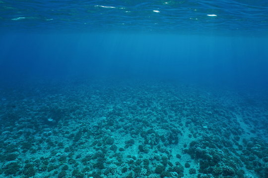 Underwater scenery, ocean floor on the outer reef slope, Pacific ocean, French Polynesia