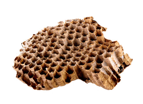 Wasp Nest Colony On White Background