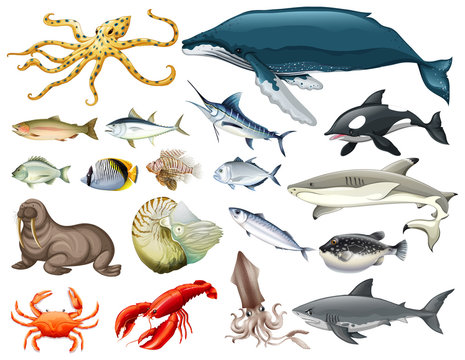 Set of different types of sea animals
