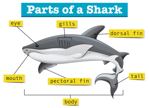 Diagram showing parts of shark