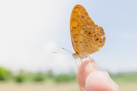 yellow Butterfly on finger in nature sky background, The Common Yeoman, Cirrochroa tyche rotundata