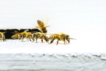 Beekeeping, The bees at front hive entrance, honeycomb in a wooden frame