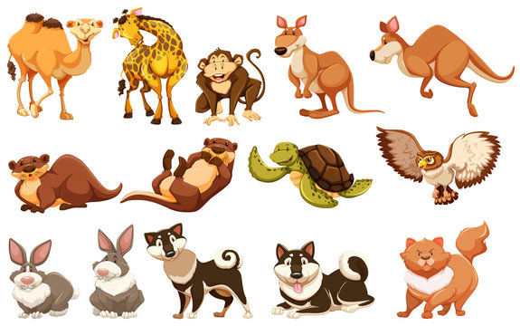 Set of different types of animals