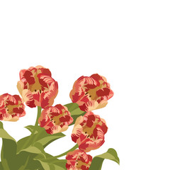 Red Tulips Bouquet flowers Vector