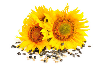 Yellow sunflowers and sunflower seeds on a white background
