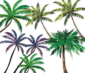 Set of Tropical Palm Trees. Vector collection