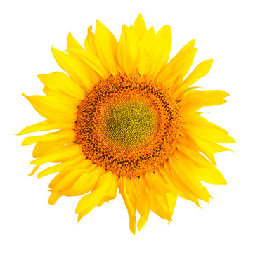 Sunflower isolated on a white background. Top view